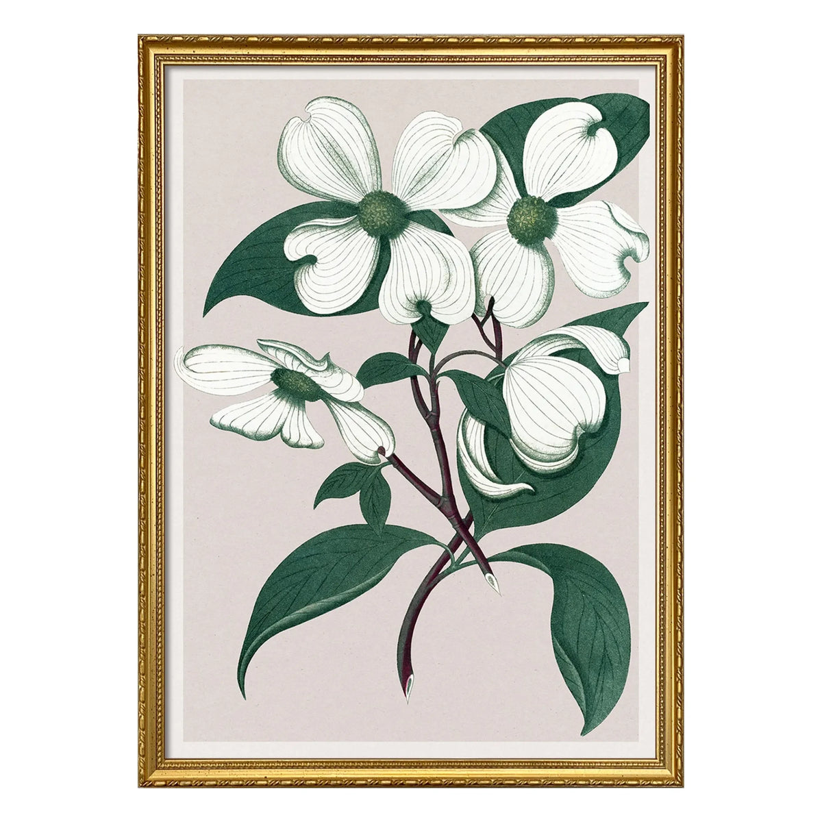 The Dybdahl Co. - Cornus Florida Poster