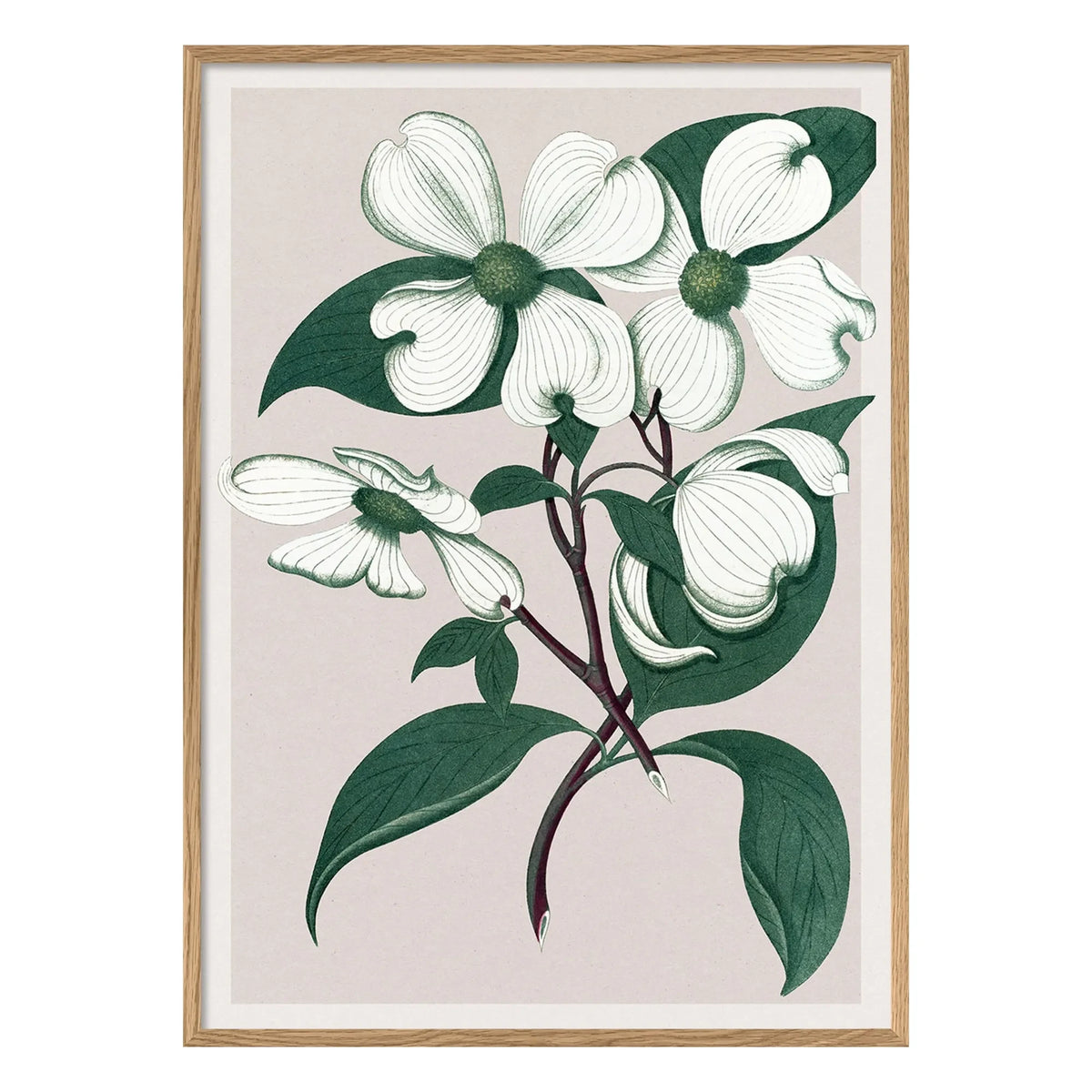 The Dybdahl Co. - Cornus Florida Poster