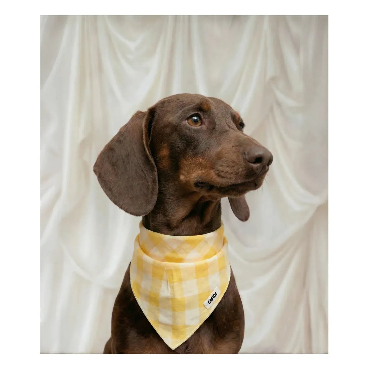 Cafide - Nata Dog Bandana | Yellow