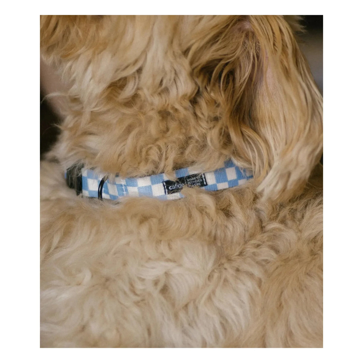 Cafide - Juno Dog Collar | Light Blue